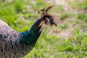 beautiful peacock bird photo