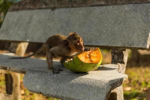 mono salvaje con fruta foto