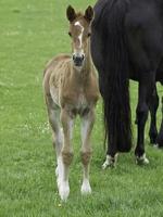 foals and horses in westphalia photo