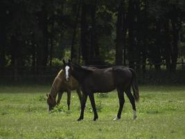 wild horses on a meadow in westphalia photo