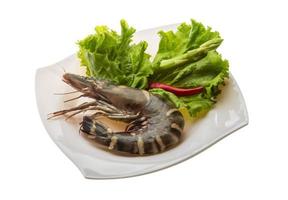 Tiger prawn on the plate and white background photo