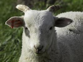 sheeps on a field photo