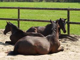 Horses in the german muensterland photo