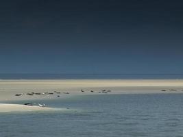 seals in the north sea photo