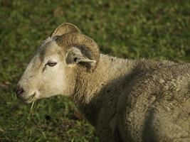 sheeps in the german muensterland photo