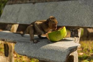 mono salvaje con fruta foto