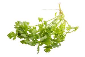 Coriander on white background photo