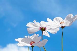 Low Angle View Of white cosmos Flowering Plants Against Blue Sky photo