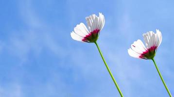 vista de ángulo bajo de las plantas con flores de cosmos blanco contra el cielo azul foto