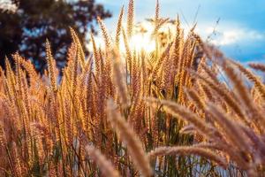 Grass flower illuminated with golden sunshine.Beautiful growing and flowers on meadow blooming in the morning,selective focus photo