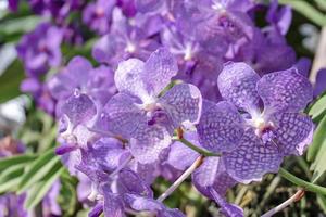 Purple orchid on nature background photo