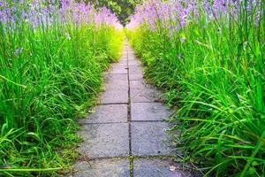 camino floreciente de flores moradas en el jardín con refrescante por la mañana foto