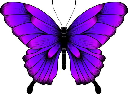 Purple Butterfly Vector Art, Icons, and Graphics for Free Download
