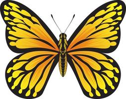 mariposa naranja tropical - hermosa ilustración de vector de mariposa