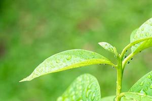 Green leaf with water drop photo