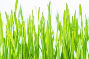 Close up blades of green grass photo