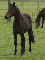 horses on a german meadow photo