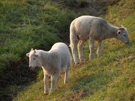 many sheeps in westphalia photo