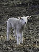 sheeps in the german muensterland photo