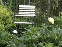 Bleeding flowers in the garden photo