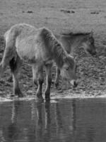 wild horses in westphalia photo