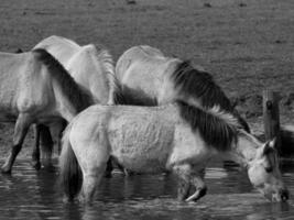 wild horses in germany photo