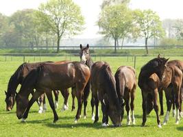 caballos en el muensterland alemán foto