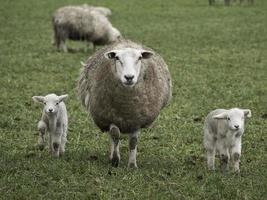 Borregos Imágenes, Fotos y Fondos de pantalla para Descargar Gratis Borregos Imágenes, Fotos y Fondos de pantalla para Descargar Gratis