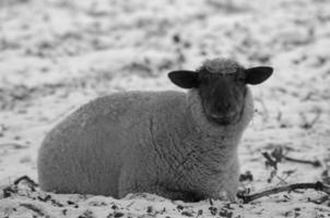 sheeps at winter time photo