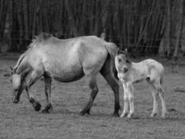 caballos salvajes en alemania foto