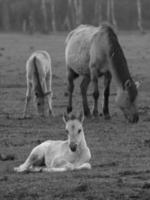 caballos salvajes en alemania foto