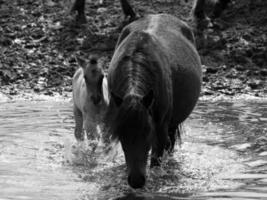 wildl horses in germany photo