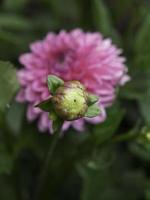 flores de verano en el jardín foto