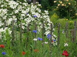 Summer garden in westphalia photo