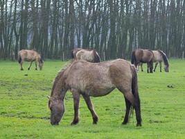 wild horses in westphalia photo