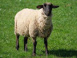 ovejas y corderos en alemania foto