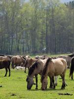 wild horses in the german muensterland photo