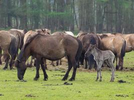 wid horses herd in germany photo