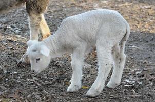 sheeps at winter time photo