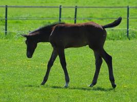 foals and horses in westphalia photo