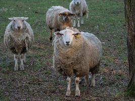 sheeps in the german muensterland photo