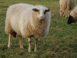 sheep herd in germany photo