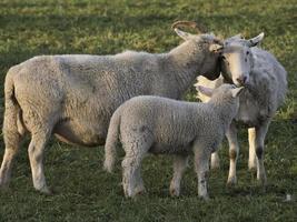 Sheeps on a Meadow in germany photo