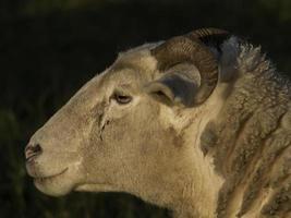 ovejas en un prado en alemania foto