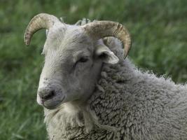 sheeps in the german muensterland photo