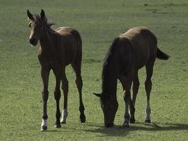 Horses and foals in germany photo