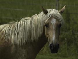 wild horses on a meadow in westphalia photo