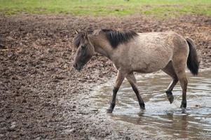 caballos salvajes en westfalia foto