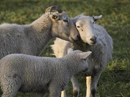 sheeps on a meadow in germany photo