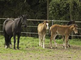 cute foals and horses photo